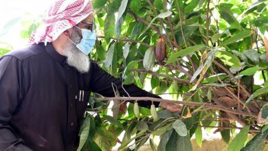 زراعة الكاكاو بمنطقة الجازان